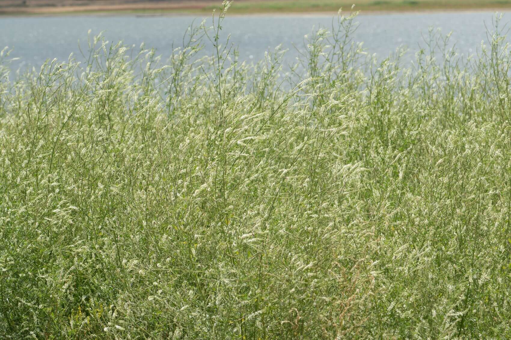 Invasive Species Program Kodiak Soil and Water Conservation District